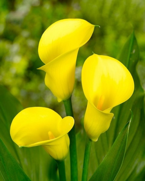 Zantedeschia Summer Sun